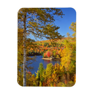 Íman Paisagem de árvore de outono, Maine
