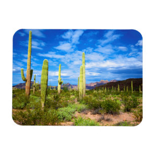 Íman Paisagem de cacto do deserto, Arizona