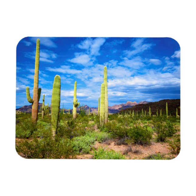 Íman Paisagem de cacto do deserto, Arizona (Horizontal)
