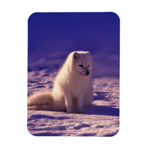 Íman Paisagem de Neve de inverno com Raposa Árctica