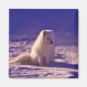 Íman Paisagem de Neve de inverno com Raposa Árctica