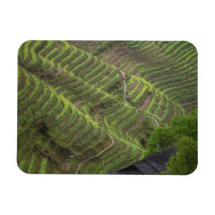 Íman Paisagem de terraços de arroz na montanha,