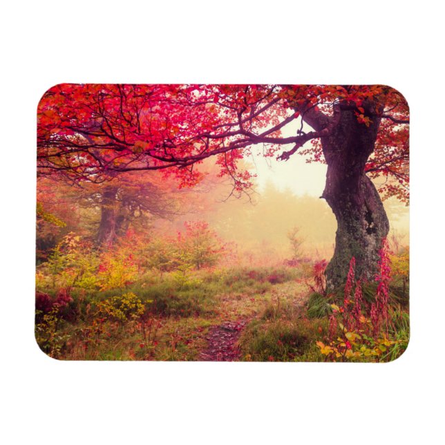 Íman Paisagem Majestosa Com Árvores De Outono Na Flores (Horizontal)
