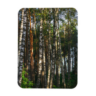 Íman Paisagem Natural Paisagem Floresta Árvores de Bir