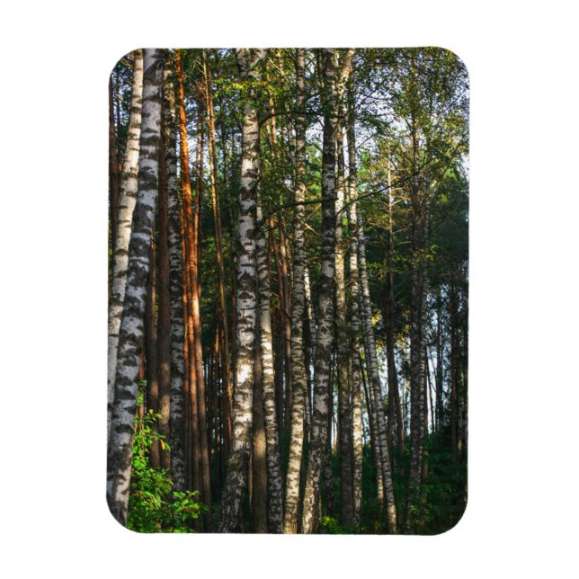 Íman Paisagem Natural Paisagem Floresta Árvores de Birc (Vertical)