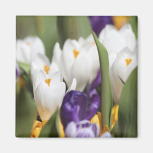 Íman Países Baixos, Jardins Keukenhoff, Tulipas.