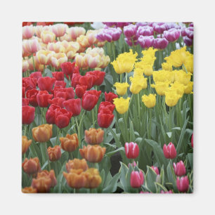 Íman Países Baixos, Jardins Keukenhoff, tulipas.