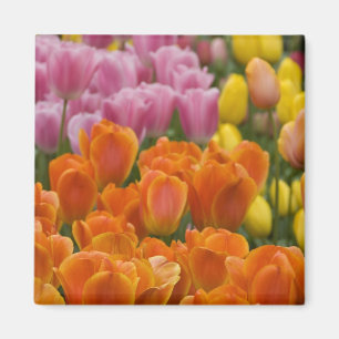 Íman Países Baixos (também conhecido por Holland), Li