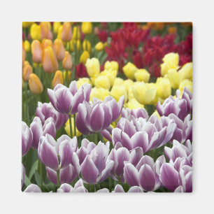 Íman Países Baixos (também conhecido por Holland), Li