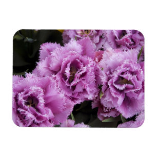 Íman Países Baixos (também conhecidos por Holland), L