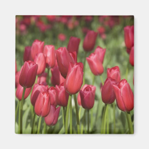 Íman Países Baixos (também conhecidos por Holland), L