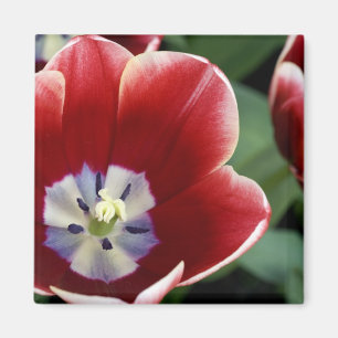 Íman Países Baixos (também conhecidos por Holland), L