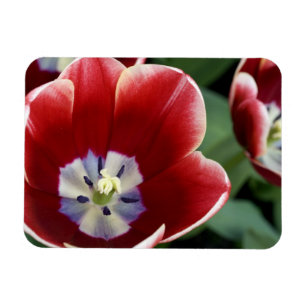 Íman Países Baixos (também conhecidos por Holland), L