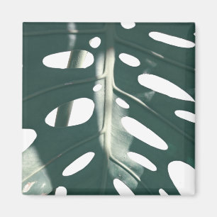 Íman Pale Green Pastel Swiss Cheese Plant