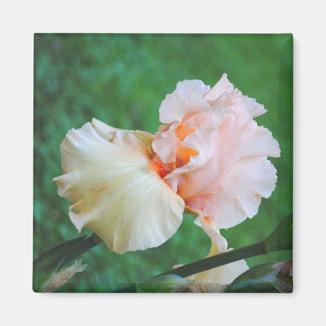 Íman Pale Peach Iris Magnet (Frente)