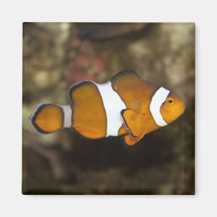 Íman Palhaço de Ocellaris