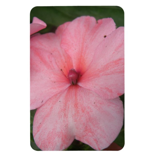Íman Pálido Pink Impatita Flor Premium Magnet (Vertical)