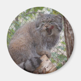 Íman Pallas Cat Magnet