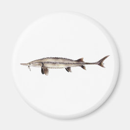 Íman Pallid Sturgeon - Scaphirhynchus albus