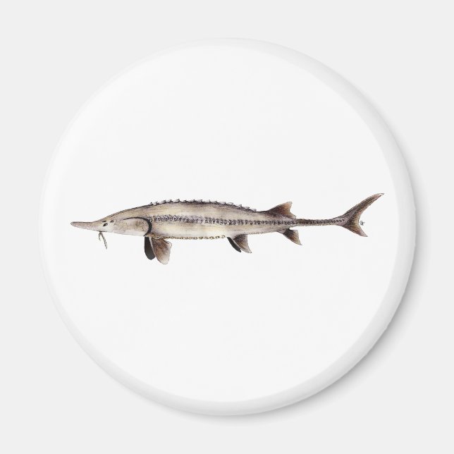 Íman Pallid Sturgeon - Scaphirhynchus albus (Frente)