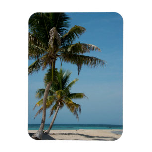 Íman Palmeira e praia de areia branca