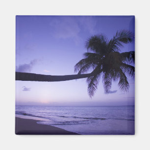 Íman Palmeira solitária ao pôr do sol, praia Coconut Gr