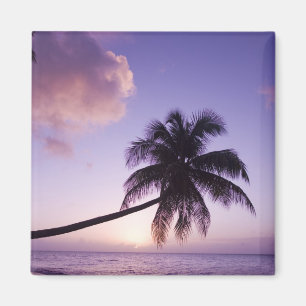 Íman Palmeira solitária ao pôr do sol, praia de Coconut