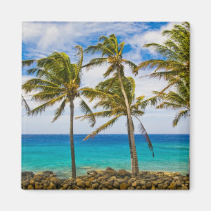 Íman Palmeiras de coco (Cocos nucifera)