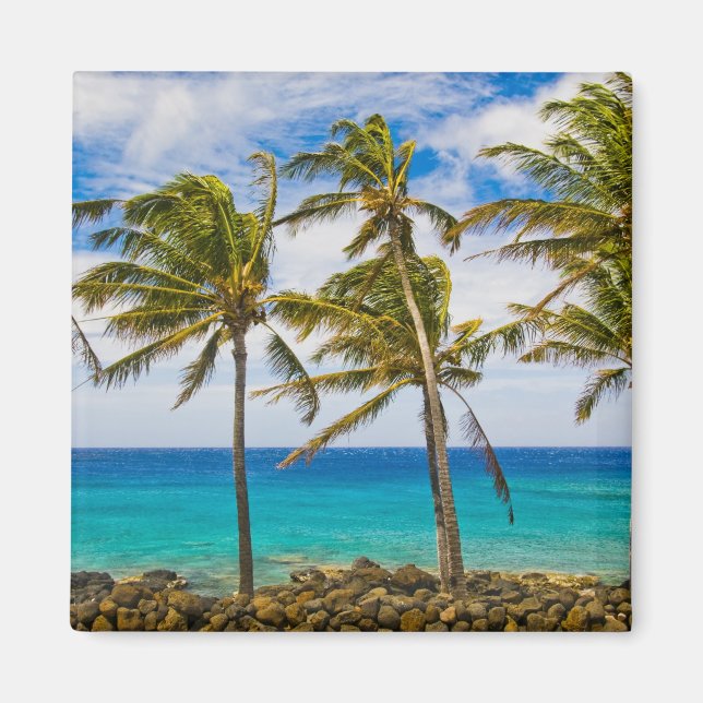 Íman Palmeiras de coco (Cocos nucifera) balançando ao (Frente)