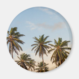 Íman Palmeiras de Natal tropical