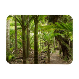 Íman Palmeiras Nikau, Heaphy Track, perto de Karamea,