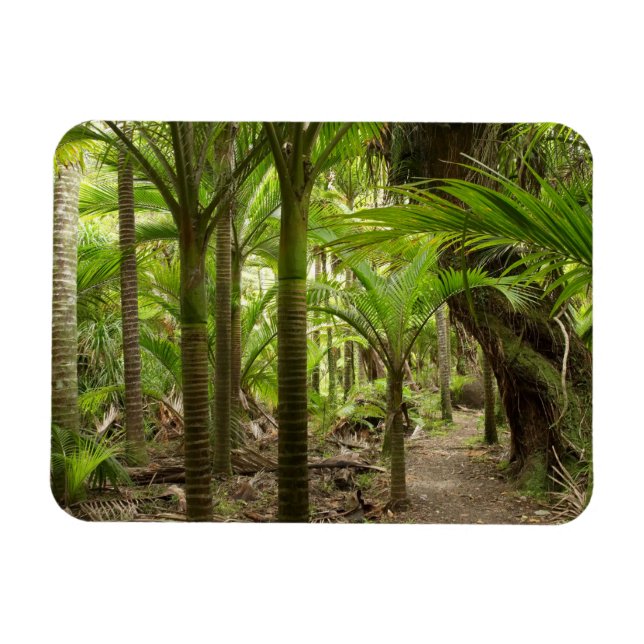 Íman Palmeiras Nikau, Heaphy Track, perto de Karamea, (Horizontal)