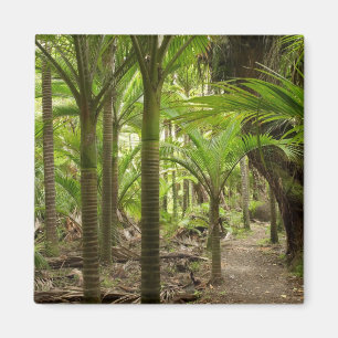 Íman Palmeiras Nikau, Heaphy Track, perto de Karamea,
