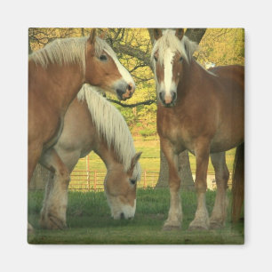 Íman Palomino Draft Horses Square Magnet