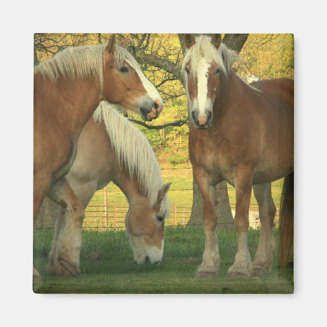 Íman Palomino Draft Horses Square Magnet (Frente)