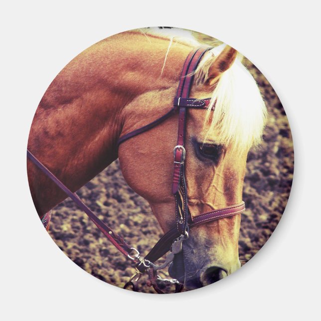 Íman Palomino Ocidental (Frente)