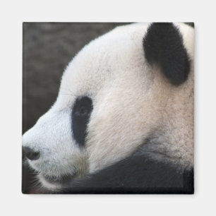 Íman Panda