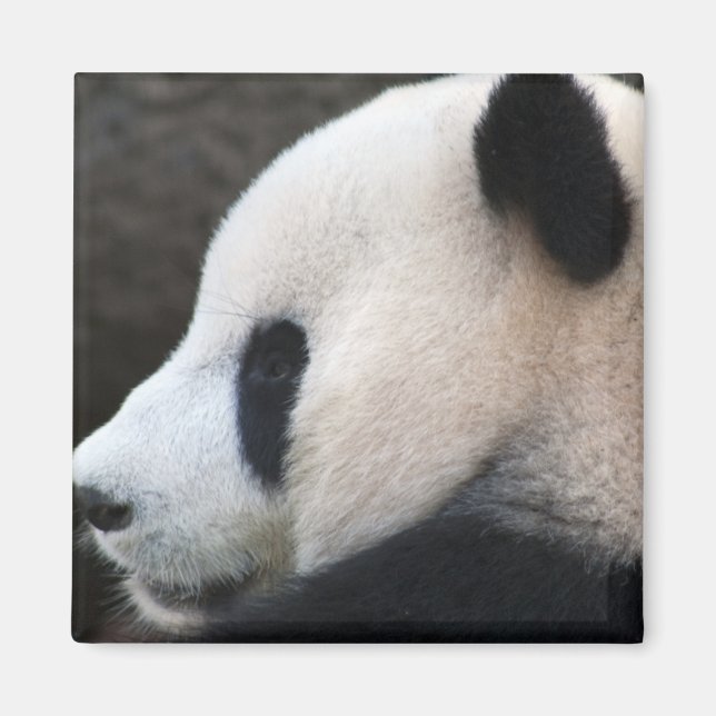 Íman Panda (Frente)