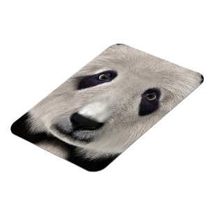 Íman Panda Bear