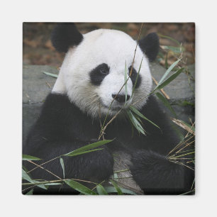Íman Panda gigante