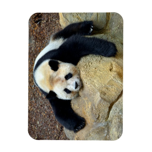 Íman Panda gigante adormecida bateu numa pedra (Vertical)