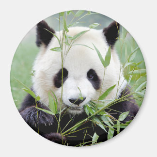 Íman Panda gigante da foto do Magnet. Panda Gant.