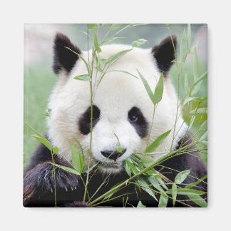 Íman Panda gigante do Magnet Photo. Panda Gant.
