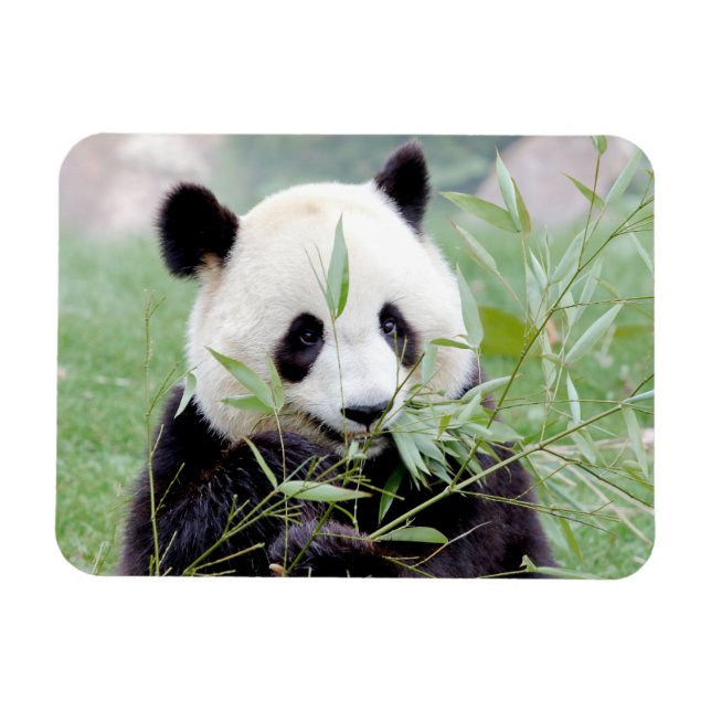 Íman Panda gigante fotográfico flexível, animais 0167. (Horizontal)