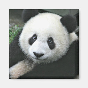 Íman Panda Gigante na Grama Verde