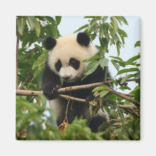 Íman Panda gigante nova - ímã