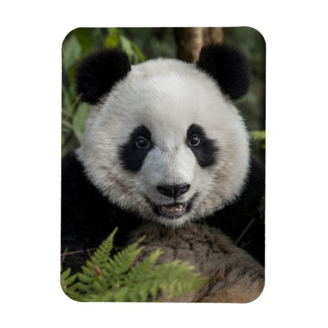 Íman Panda jovem feliz, China (Vertical)