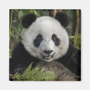 Íman Panda jovem feliz, China
