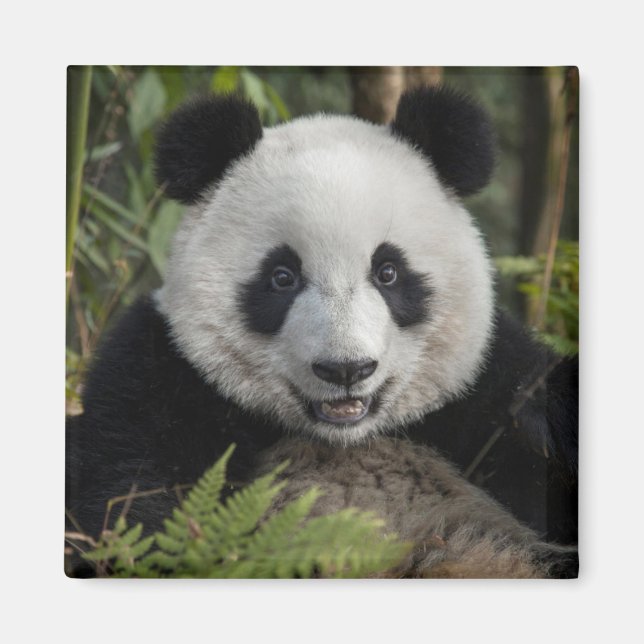 Íman Panda jovem feliz, China (Frente)