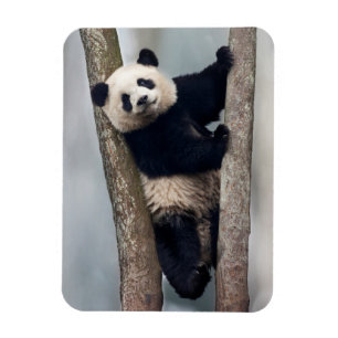 Íman Panda jovem subindo em uma árvore, China